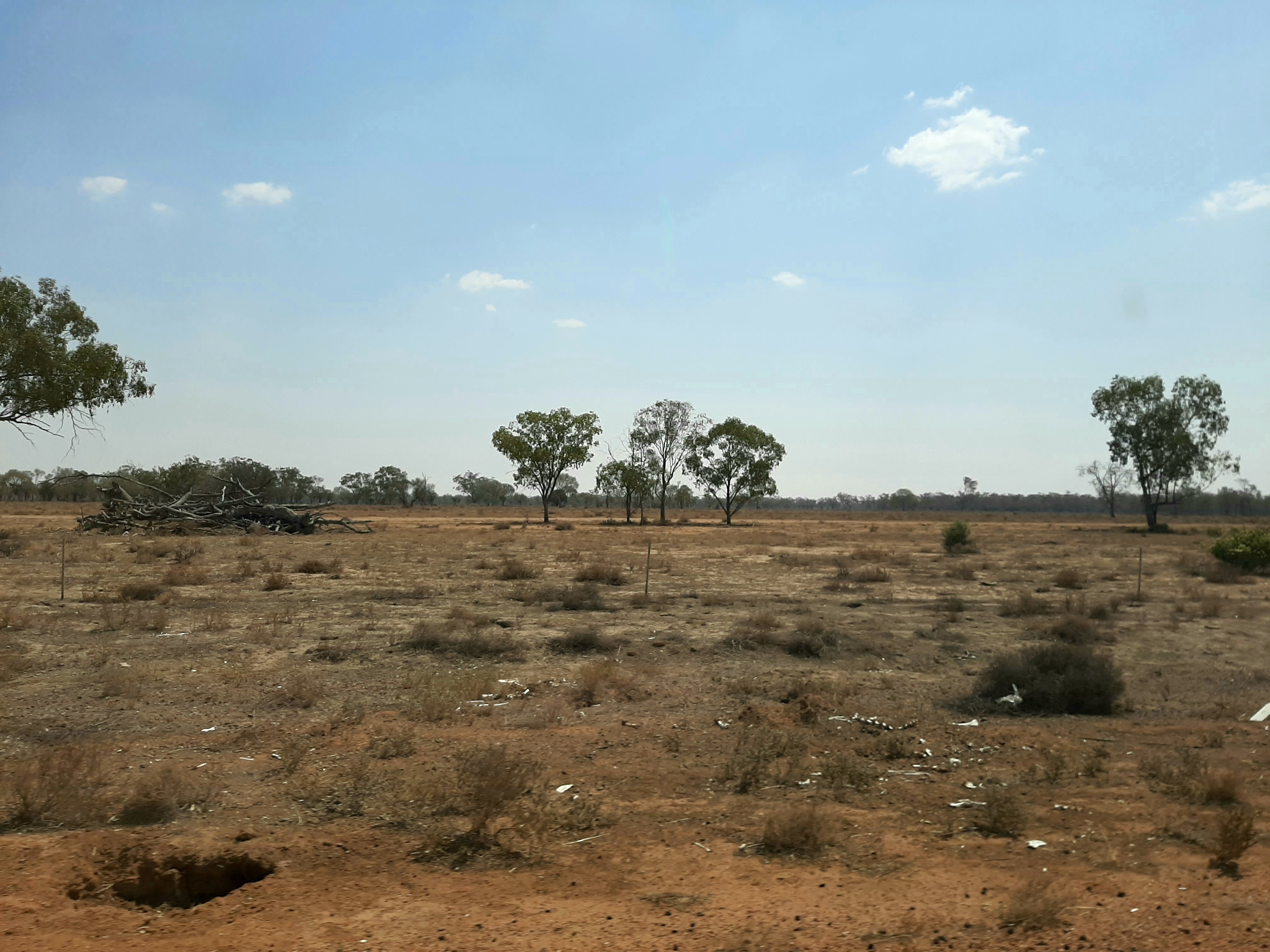 An image of an open plain with some small shrubs between mostly dirt. There are 5 trees in the distance - 3 of these are together in the centre and there are 1 on each side at the edge of the picture. 