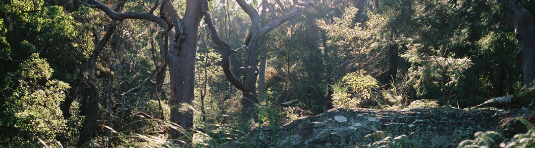 Bushland with sun shining through it.