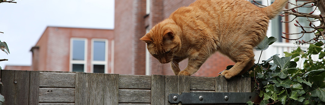 A ginger cat standing on a wooden fence.