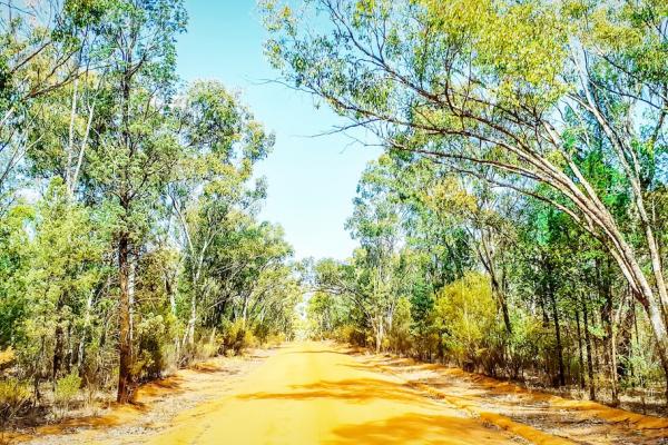 A red road running through the Pilliga Forest.