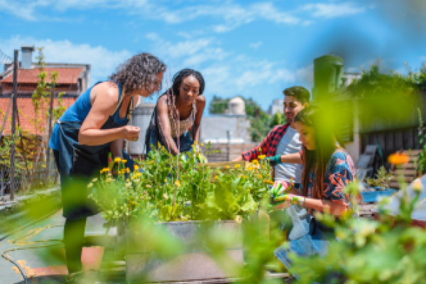 Four people gardening in a community garden